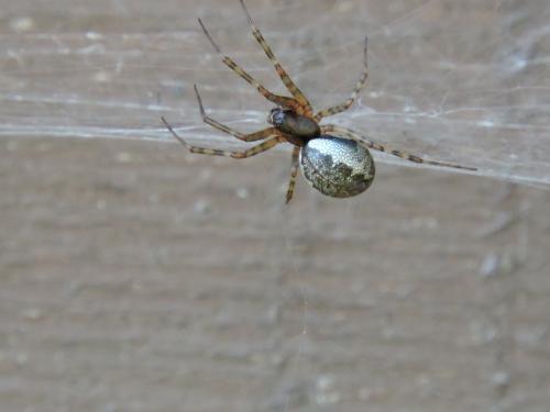 Réf. 220 665 : Neriene montana